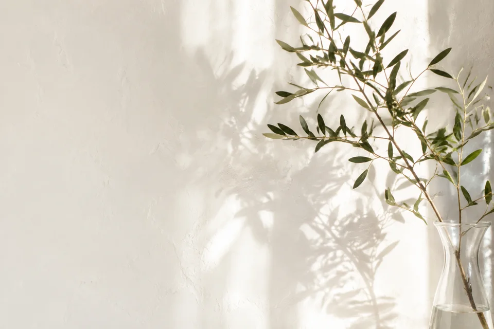 A simple leafy branch catching the afternoon light.